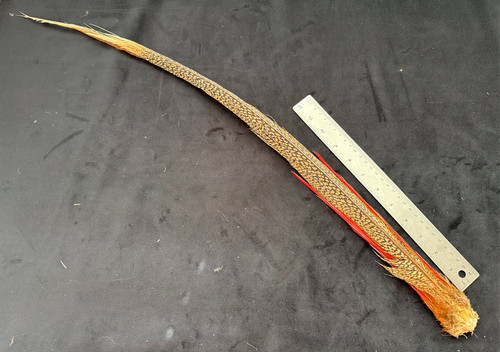 Golden pheasant tail feathers - golden,