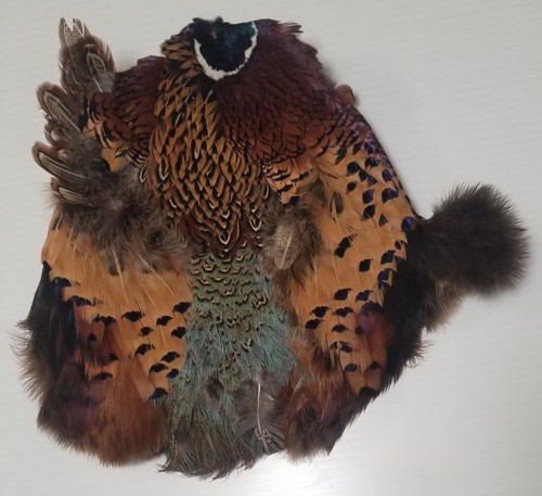 Pheasant pelt feathers - pelt, south