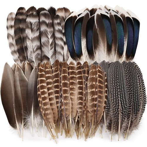 Pcs natural pheasant - 40,