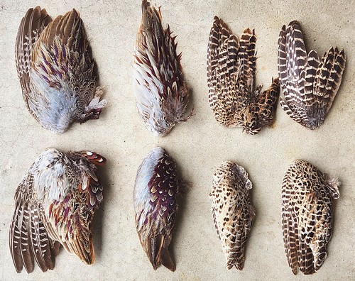 Real pheasant wings - real,