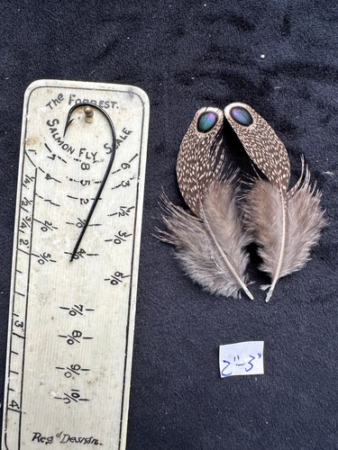 Grey peacock pheasant - peacock,