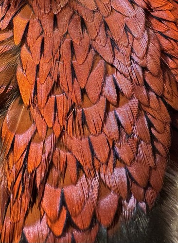 Pheasant feathers 150 heart - pheasant,