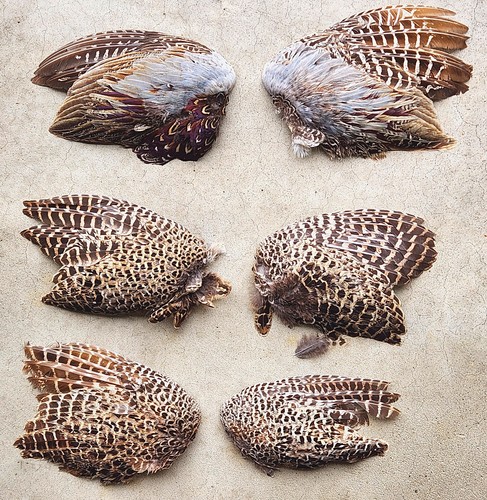 Real pheasant wings pointing - 6,