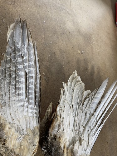 One pair beautiful pheasant - beautiful,