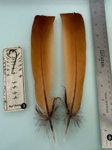 Monal impeyan pheasant - , tail